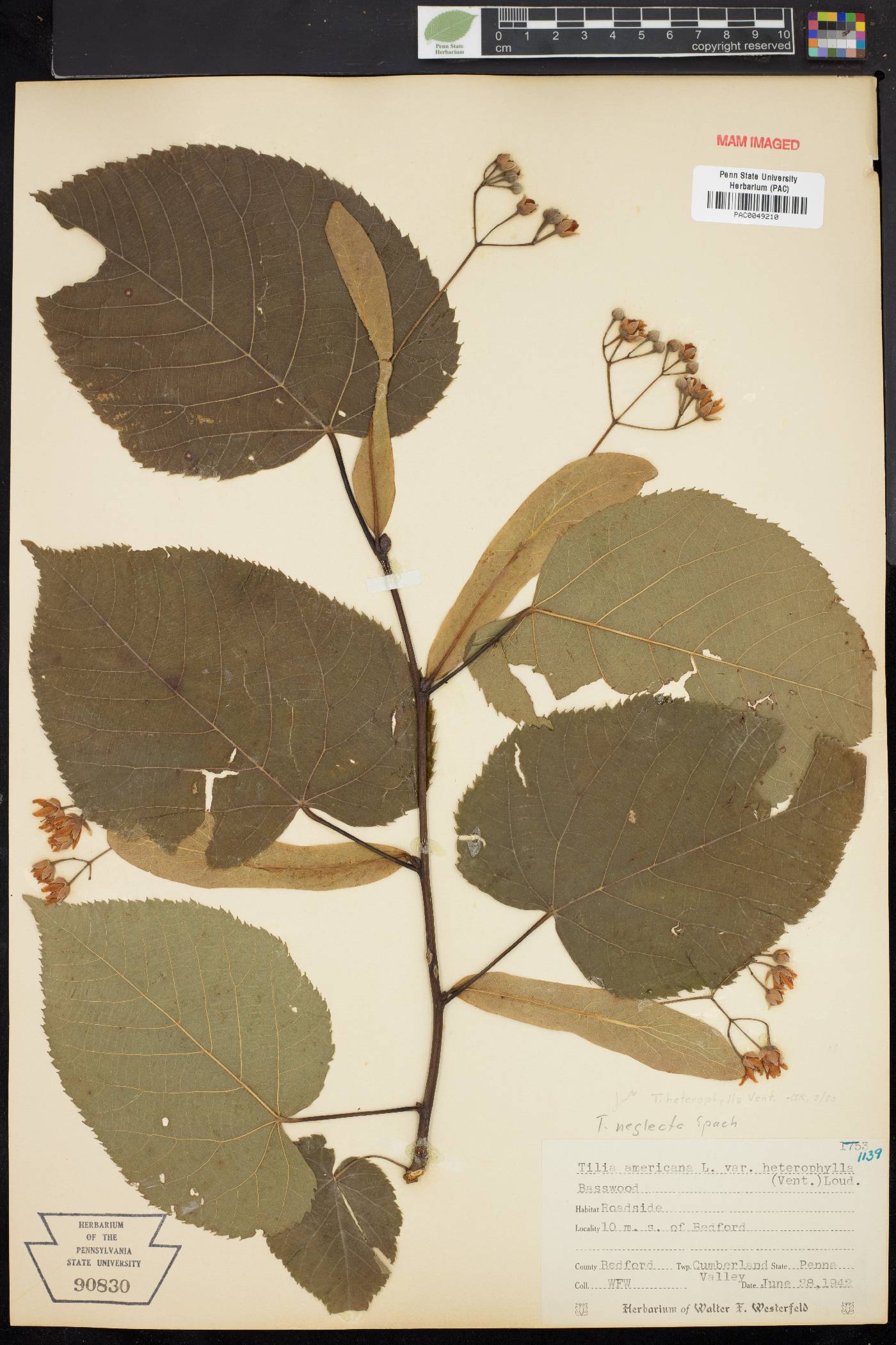 Tilia heterophylla image
