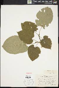 Tilia heterophylla image