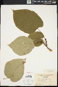 Tilia heterophylla image