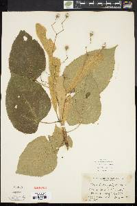 Tilia heterophylla image