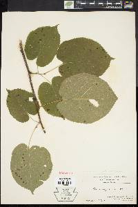 Tilia heterophylla image