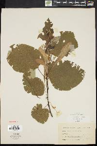 Tilia heterophylla image