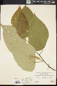 Tilia heterophylla image