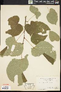 Tilia heterophylla image