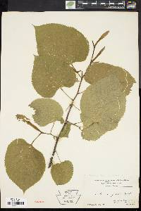 Tilia heterophylla image