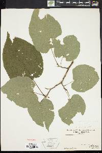 Tilia heterophylla image