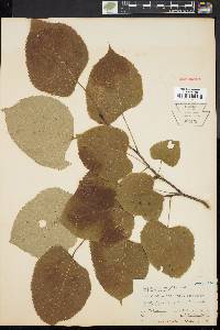 Tilia heterophylla image