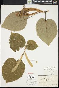 Tilia heterophylla image