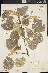 Tilia heterophylla image