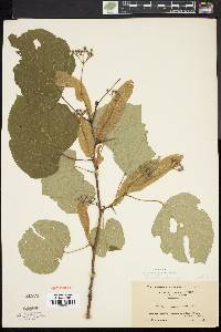 Tilia heterophylla image