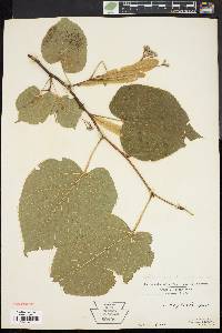 Tilia heterophylla image