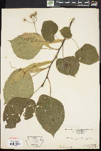 Tilia heterophylla image