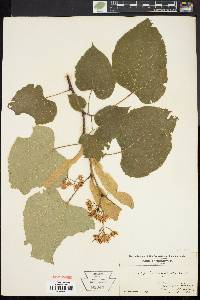 Tilia heterophylla image