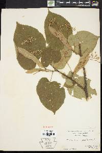 Tilia heterophylla image