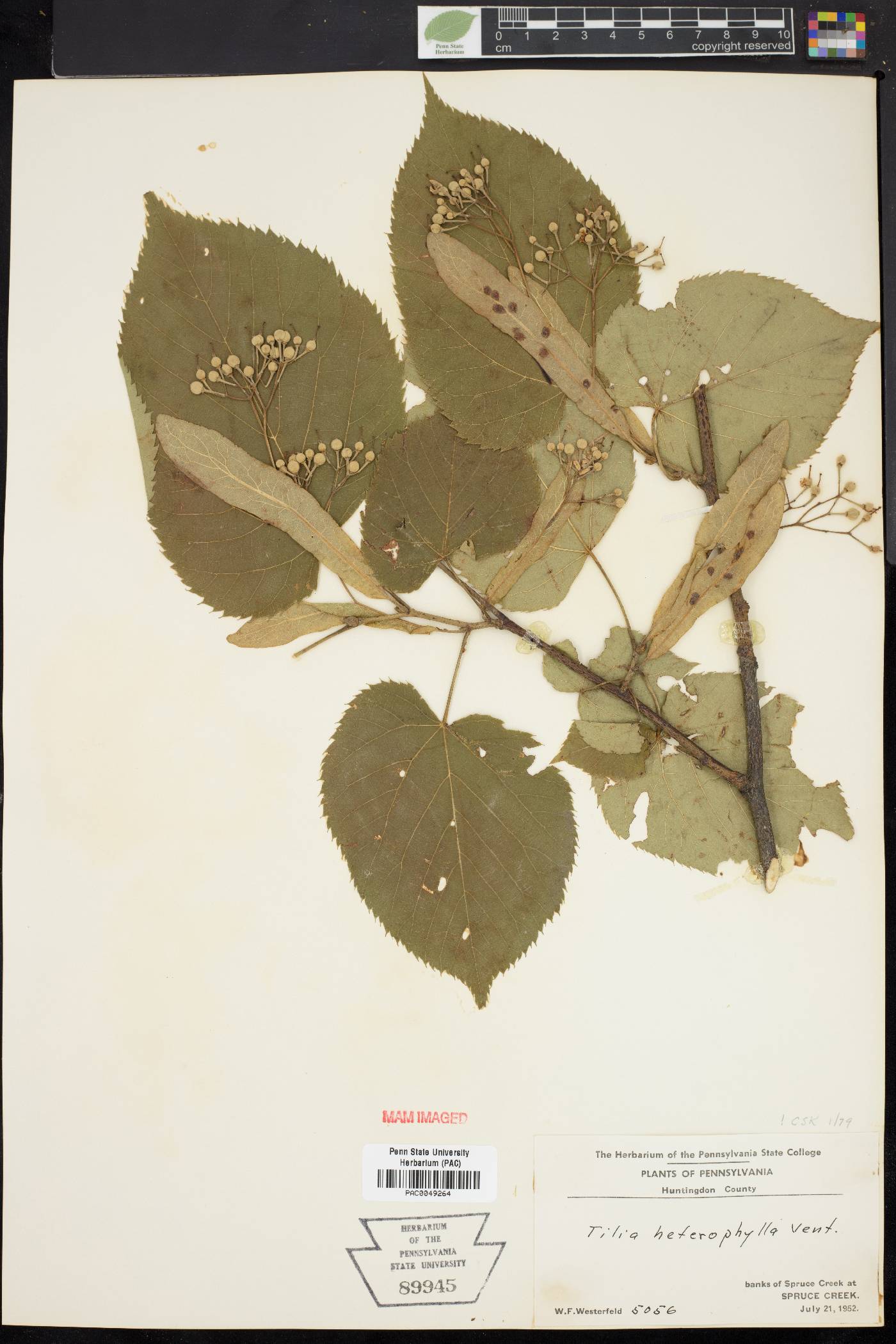 Tilia heterophylla image