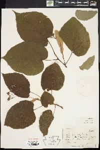 Tilia heterophylla image