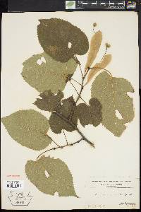 Tilia heterophylla image