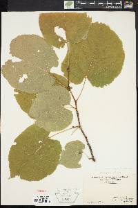 Tilia heterophylla image