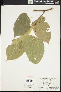 Tilia heterophylla image