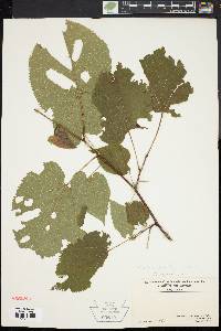 Tilia heterophylla image