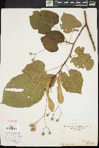 Tilia heterophylla image