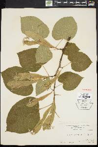 Tilia heterophylla image