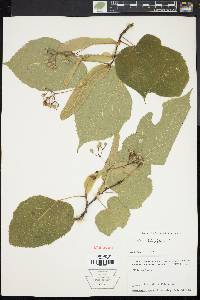 Tilia heterophylla image