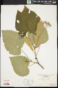 Tilia heterophylla image