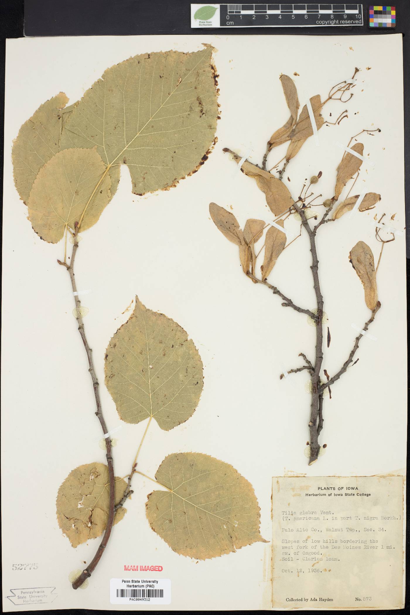 Tilia glabra image