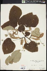 Tilia heterophylla image