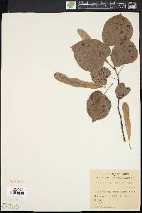 Tilia heterophylla image