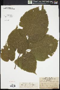 Tilia heterophylla image