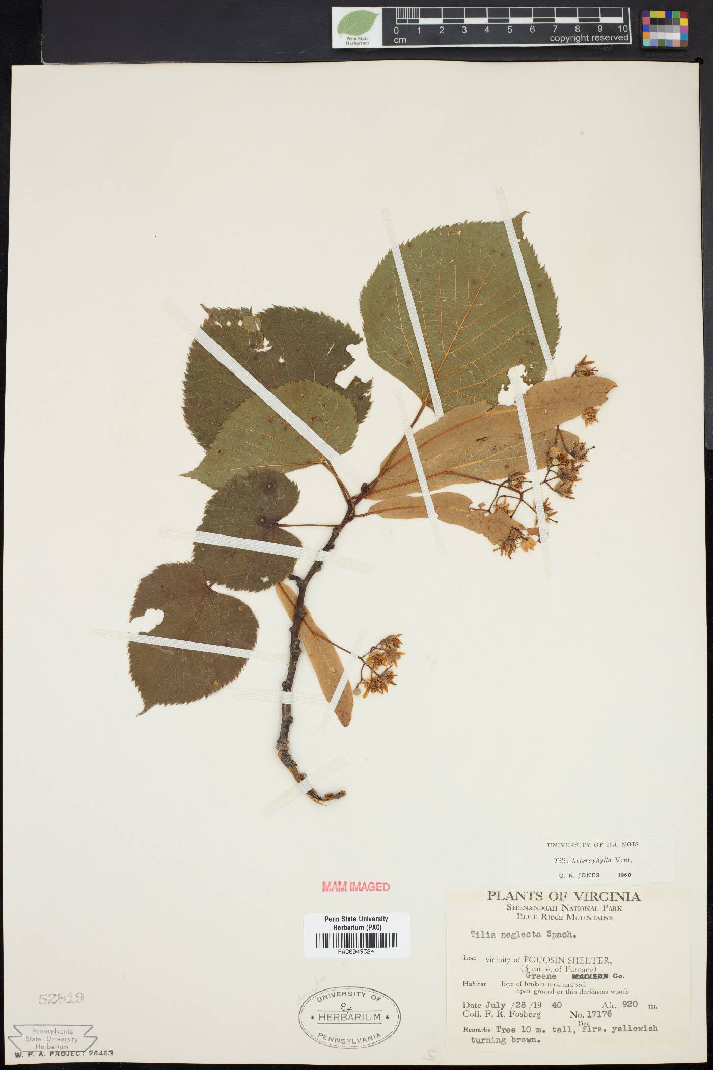 Tilia neglecta image