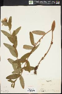 Hypericum ascyron subsp. pyramidatum image