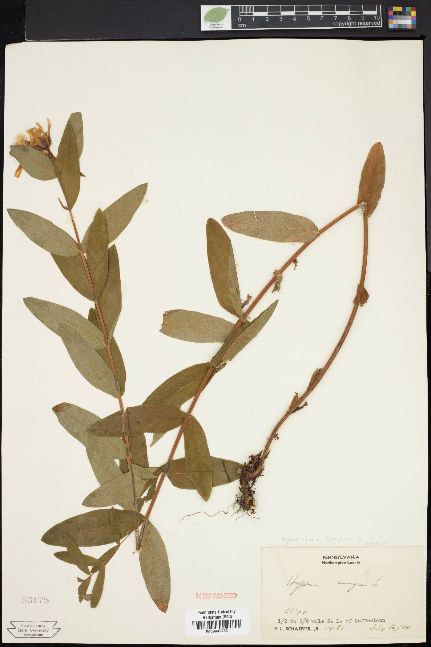 Hypericum ascyron subsp. pyramidatum image