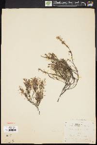 Hudsonia ericoides image