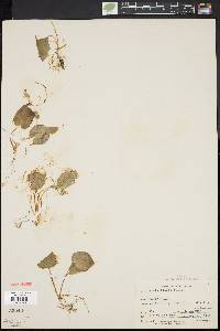 Viola blanda image