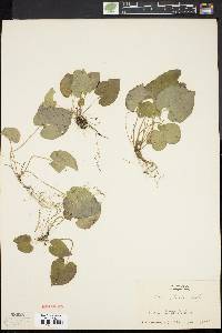 Viola blanda image