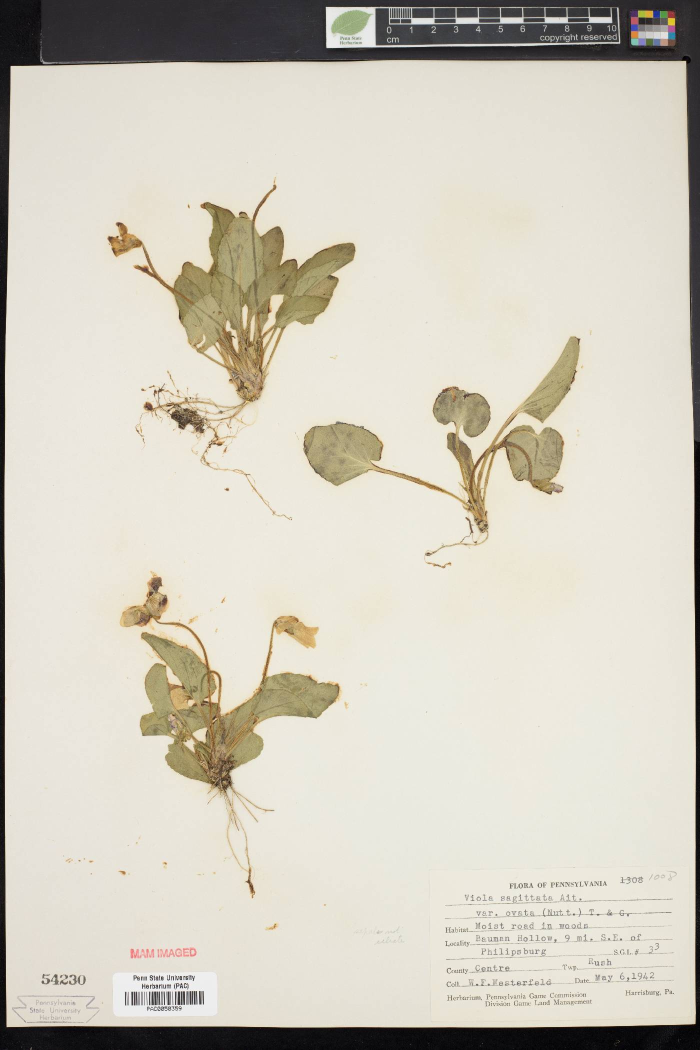 Viola fimbriatula image