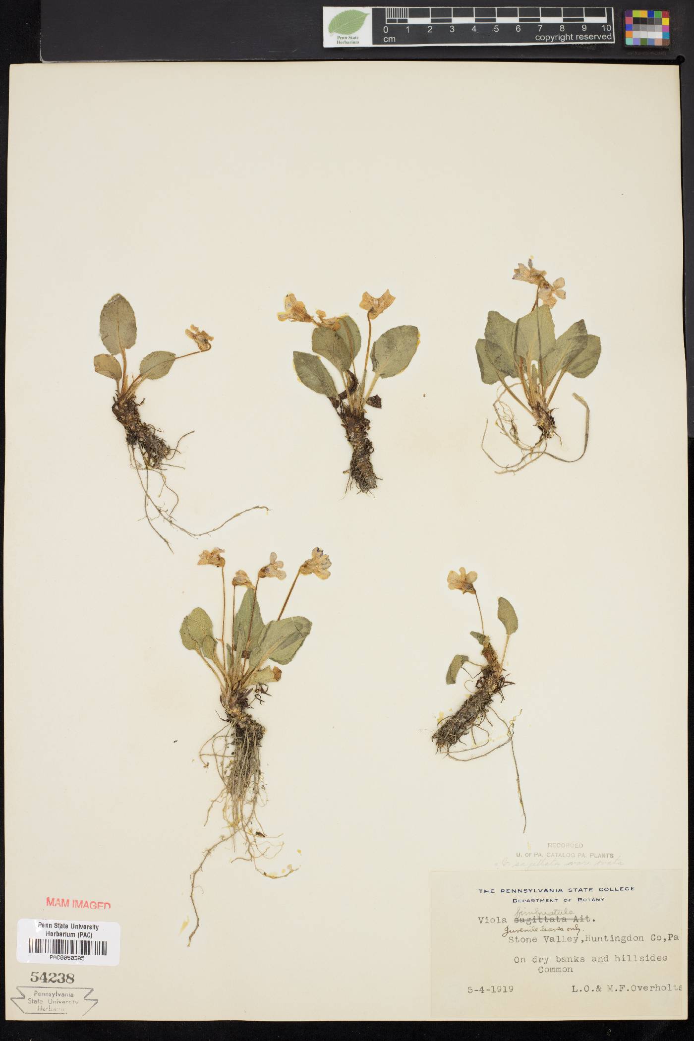 Viola fimbriatula image