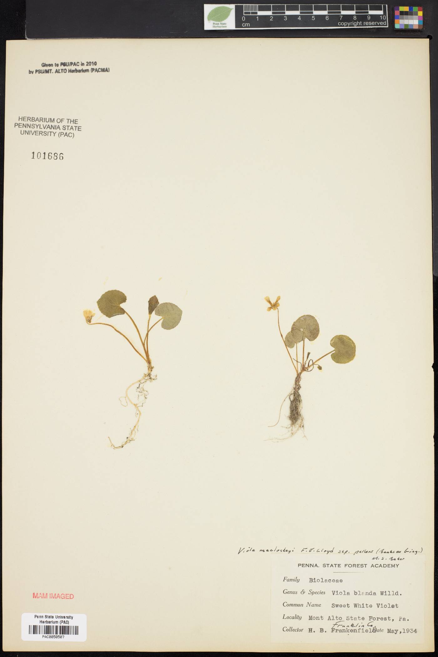 Viola macloskeyi image