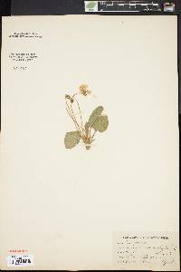 Viola primulifolia image