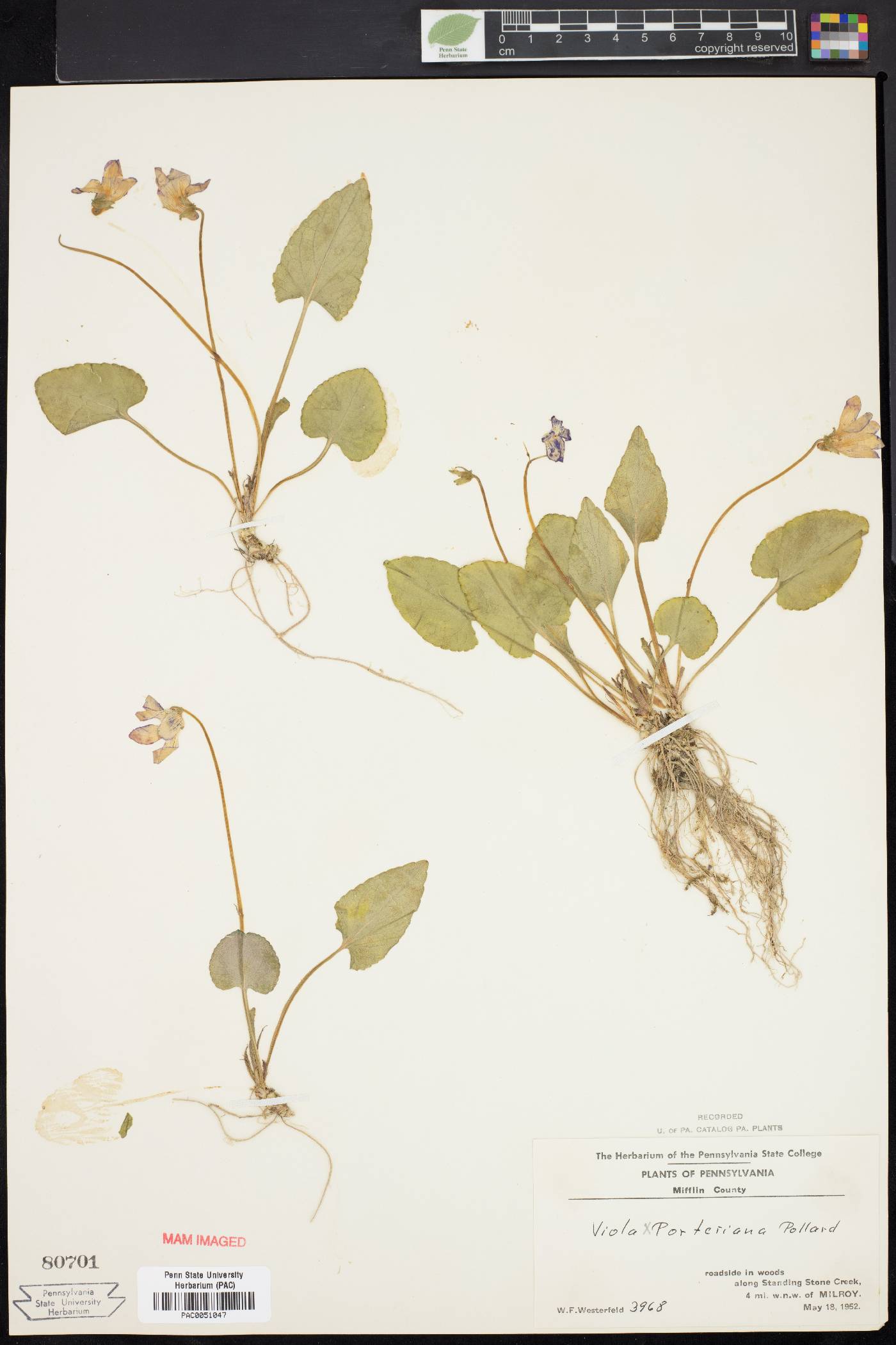 Viola × porteriana image