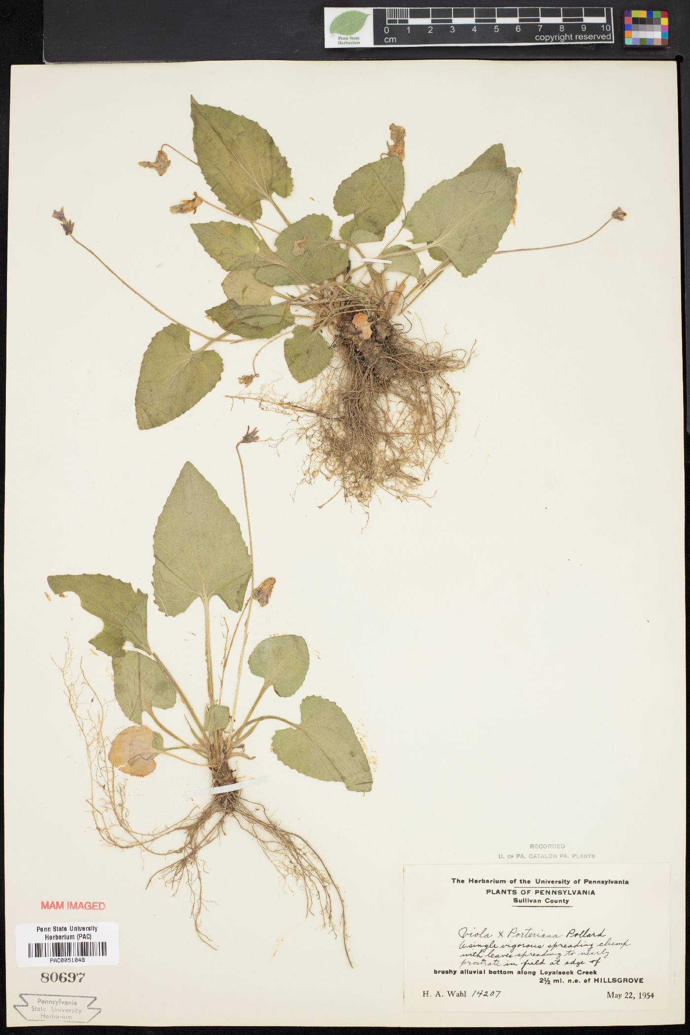 Viola × porteriana image