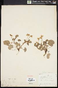 Viola labradorica image