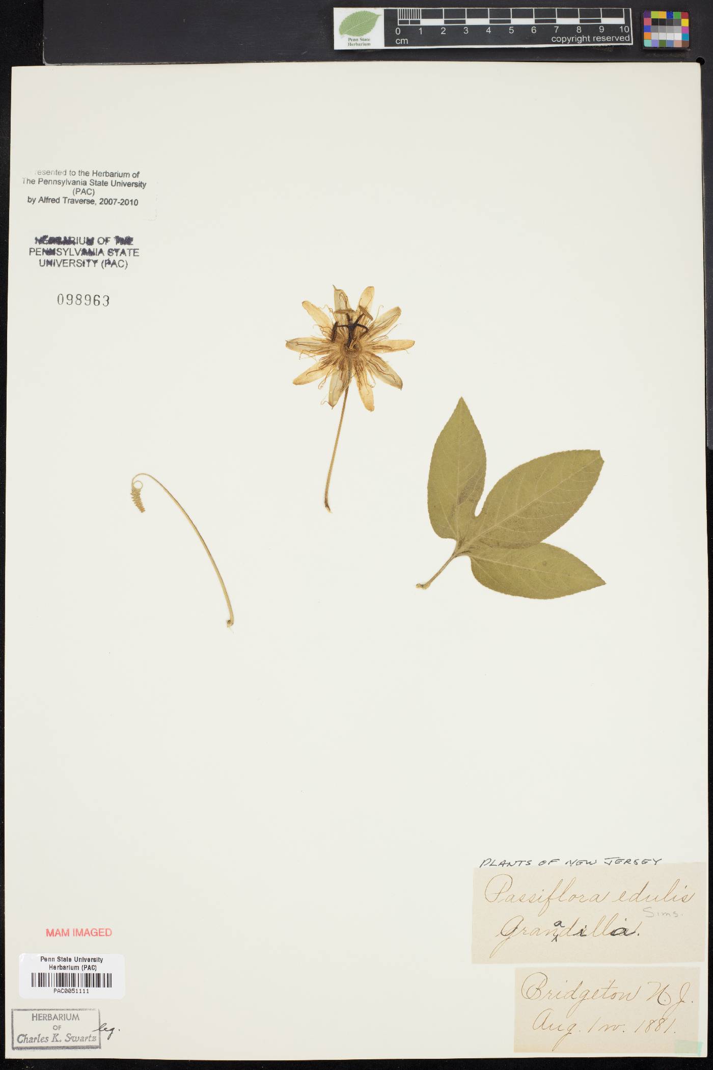 Passiflora edulis image