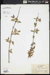 Image of Deutzia corymbosa