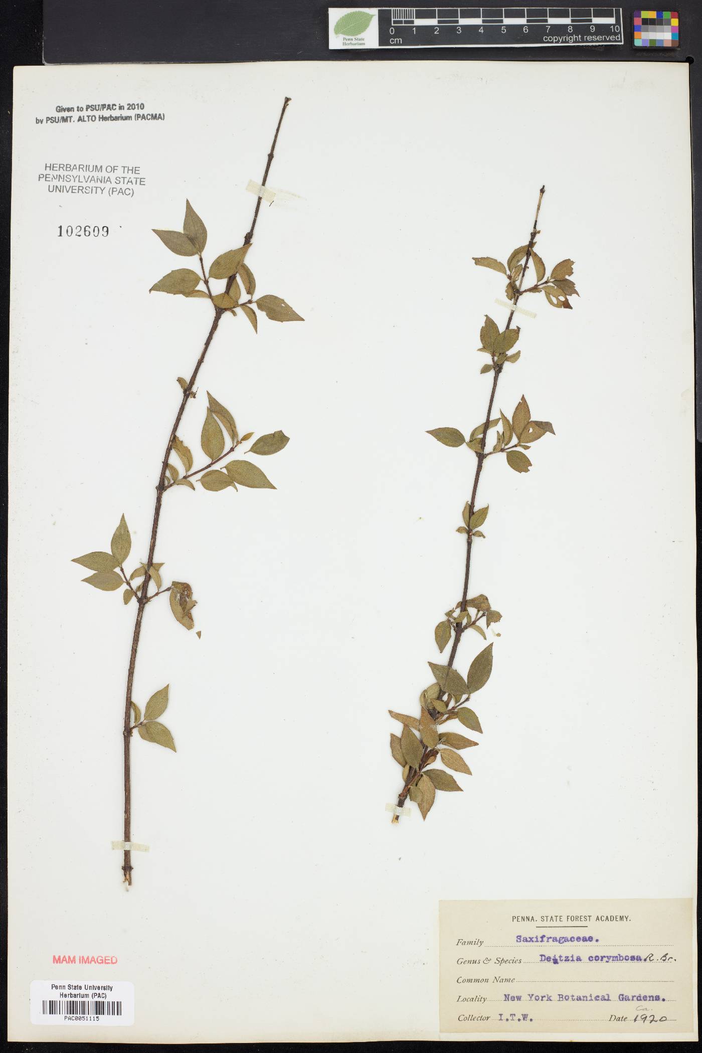 Deutzia corymbosa image