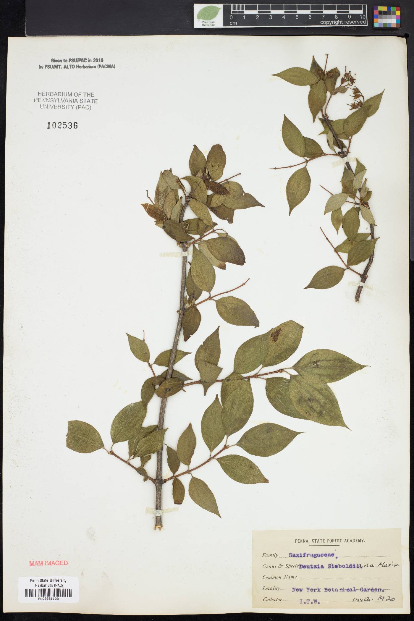 Deutzia sieboldiana image