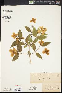 Philadelphus coronarius image